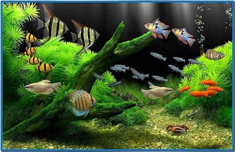 Real Fish Aquarium Screensaver Download Screensaversbiz