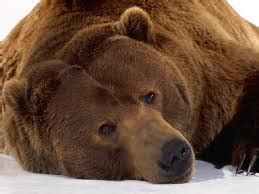 Taxpayers will bear the cost of health care reform. Bear Symbolism | Bear Meaning | Bear Spirit Animal