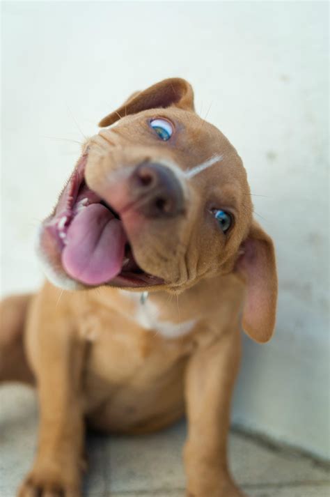 Pibble Pup Cute Puppies Cute Dogs Funny Animals