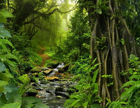 Tropical Rainforest Indonesia Facts