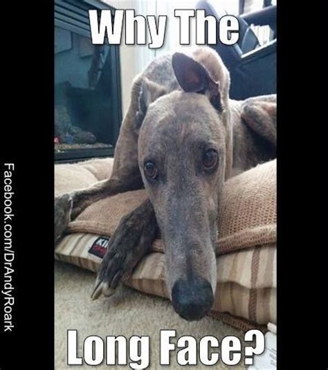63 Best Images About Veterinary And Pet Memes On Pinterest Happy Friday
