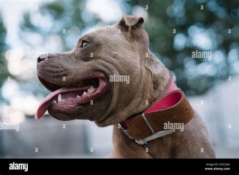Side View Of Brown Pitbull Head In Pink Leather Collar With Sticking