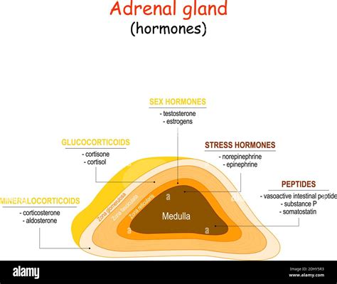 Adrenal Gland Layers And Hormones