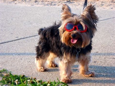 Image Detail For Doggles Stylish Protective Eyewear For Dogs The