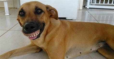 Cachorra Encontra Dentadura E N O Larga Objeto De Jeito Nenhum