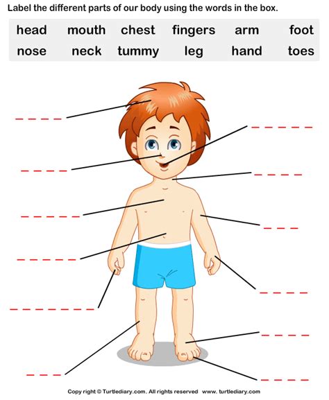 parts of the human body worksheet education com - human body parts