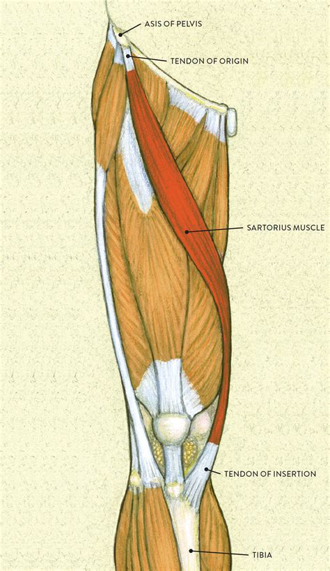 Upper Leg Tendon Anatomy The Human Leg In The General Word Sense Is