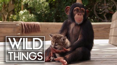 Animal Odd Couples Full Documentary Wild Things Youtube Odd