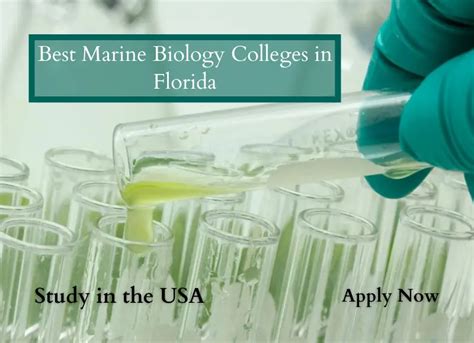 Best Marine Biology Colleges In Florida