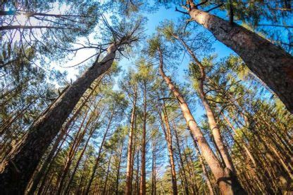 Bosque Coniferas Amenazados Forestal Maderero