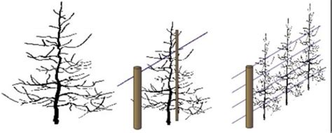 Helping organisations adopt a strategic approach to leadership development. High density apple systems cost more | Good Fruit Grower