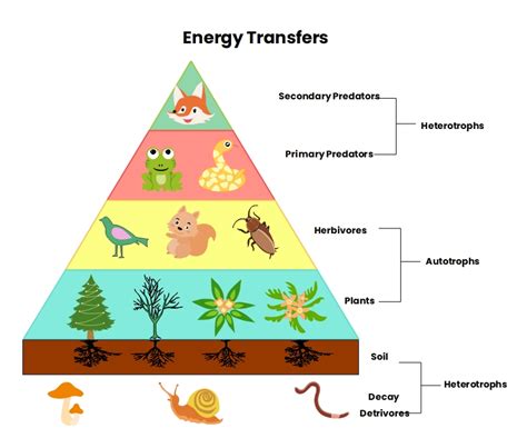 Energy Pyramid Human