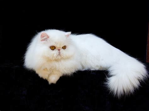 Persian cats is a social, beautiful and harmless pet animal. White Exotic Persian Copper Eye Cat Black Velvet Stock ...