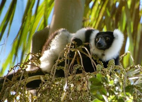 The Evolution Of Cooperation Communal Nests Are Best For Ruffed Lemurs