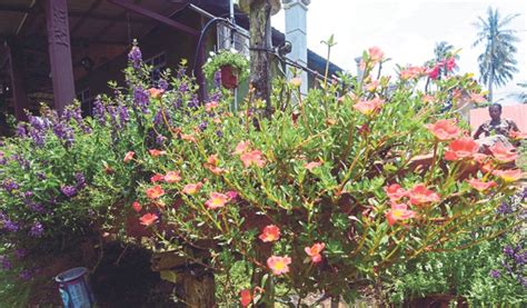 2) membekal serta menanam pelbagai jenis pokok hiasan. Rumah cantik dipagari bunga | Harian Metro