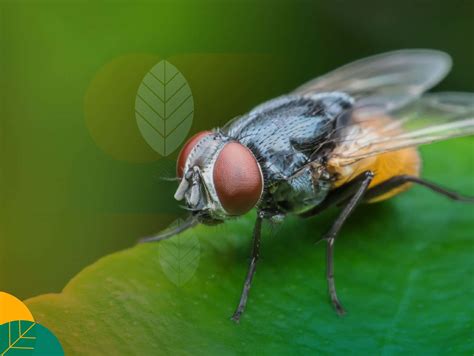 Inilah 7 Cara Mengatasi Lalat Buah Beserta Pengendaliannya Gokomodo