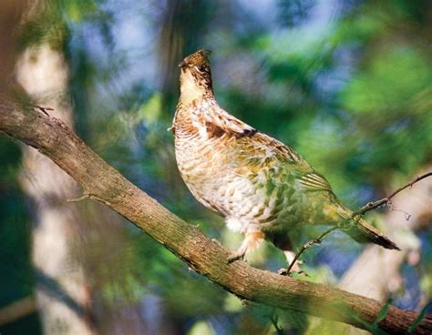 Ruffed Grouse Missouri Department Of Conservation