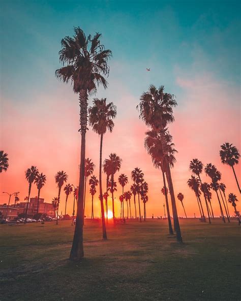 Eric Scire San Diego On Instagram Palm Tree Haze Instacool Palm