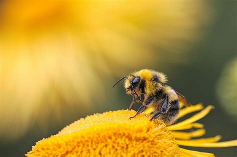 Apa Perbedaan Tawon Dengan Lebah AkuBacaAkuTahu Adjar