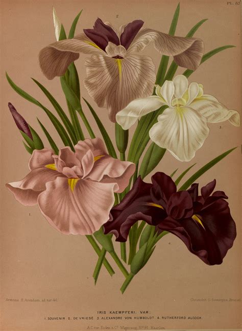 Iris Ensata Circa 1881 Botanical Drawings Botanical Illustration