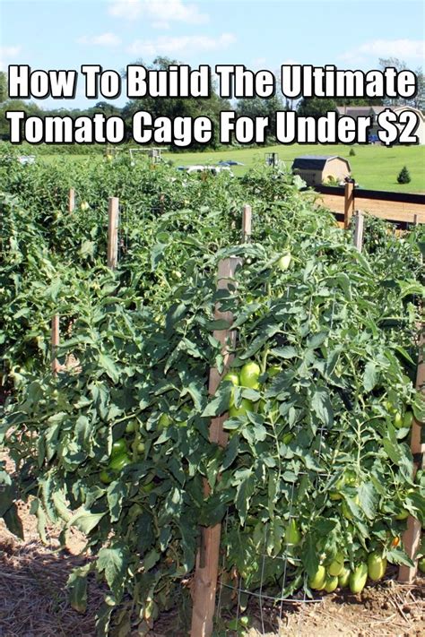A wide variety of diy pet cage options are available to you, such as material, feature, and closure type. The Cheapest DIY Tomato Cages | Tomato cages, Tips for ...