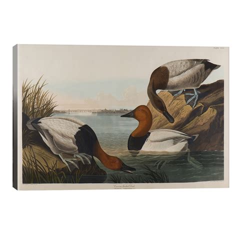 Canvas Backed Duck 1836 John James Audubon John James Audubon