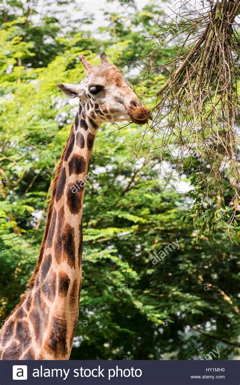 Rothschilds Giraffe Hi Res Stock Photography And Images Alamy