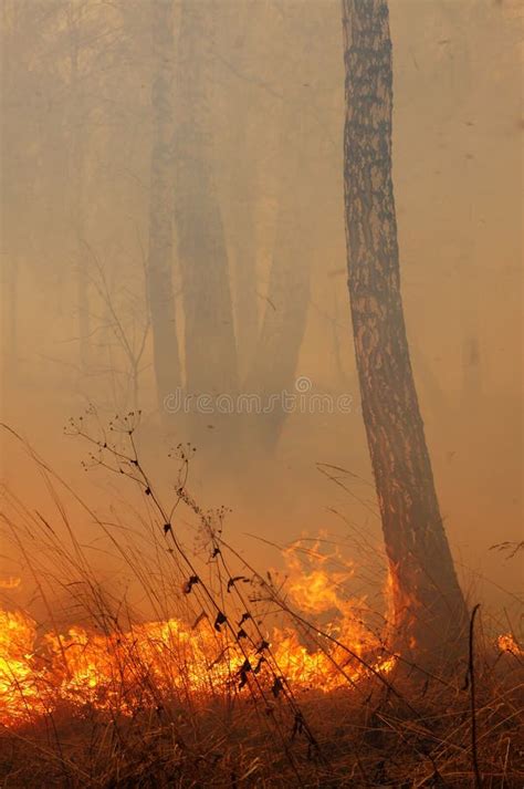 Burning Trees In The Forest Stock Image Image Of Forest Smoke 15006613