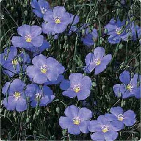 Blue Flax Seeds Linum Perenne Wildflower Seed