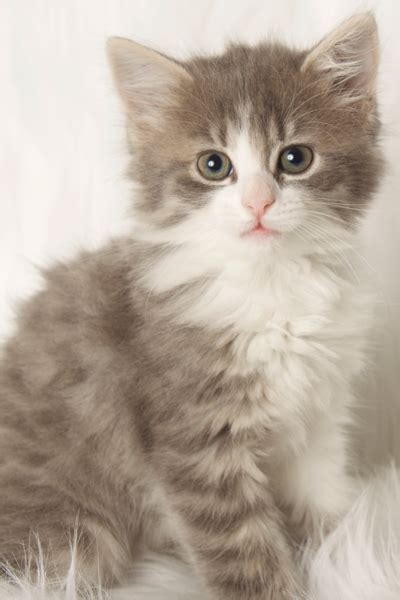 Adopting a pet means you need to commit to and take care of it for this is a public cat adoption board for members of the public to post cats that need homes. Adopting a Cat | Cat Adoption | Gilbert Cat Rescue ...