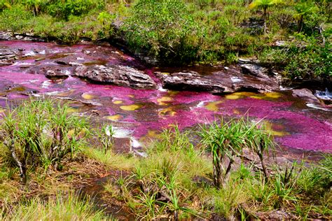The Rainbow River Of Colombia Caño Cristales In La Macarena Colombia
