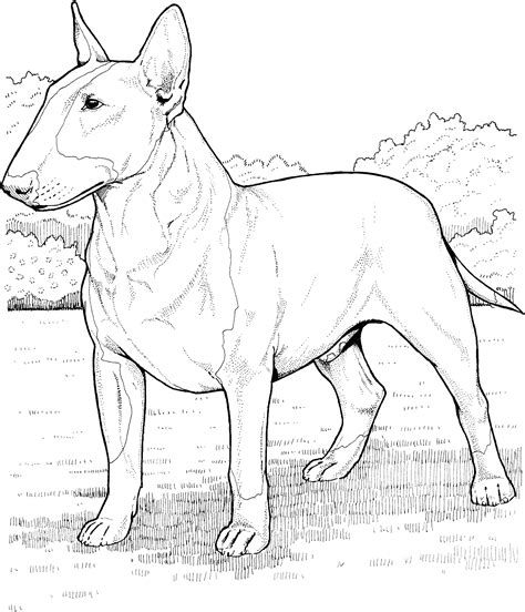 Pitbull Dog Coloring Pages Coloring Home