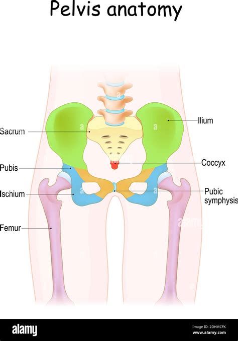 Pelvis Anatomy Color Structure Of Pelvic Skeleton Sacrum Ilium