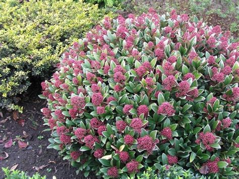 Skimmia Japonica Rubella A Great Evergreen Shrub For Shady Areas With