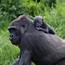 Extremely Adventurous  Baby Gorilla Born In Dublin Zoo Is Named