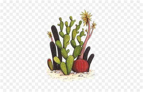 How to save an overwatered. Cactaceae Drawing Watercolor painting Succulent plant ...