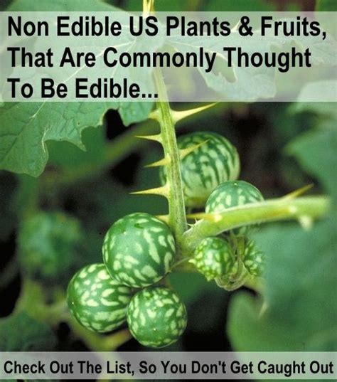 List Of Non Edible Us Plants Commonly Thought To Be Edible Plants