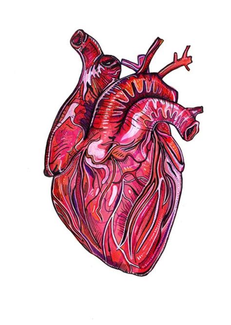Corazón ️ Medical Drawings Medical Art Human Anatomy Art Anatomy
