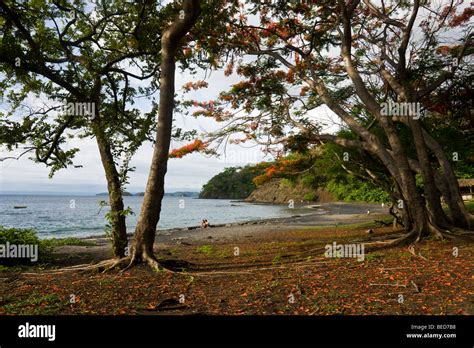 Flowering Royal Poinciana trees line the quiet black sand beach of