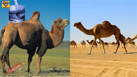 Camels Don T Store Water In Their Humps Camels Humps Water Youtube