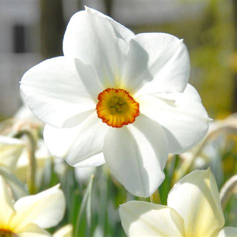 Daffodil Actaea Daffodils Spring Flowering Bulbs Qfb Gardening