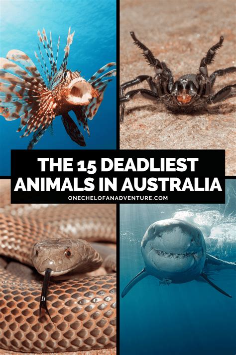 Deadliest Animals In Australia Proof Everything Is Trying To Kill You