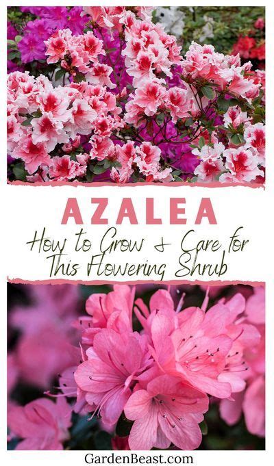 Azalea Guide How To Grow And Care For This Flowering Shrub Azaleas