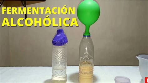 Experimento sobre la fermentación alcohólica procedimiento y