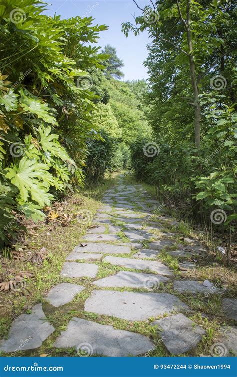 Stone Path In Forest Stock Photo Image Of Lawn Steps 93472244