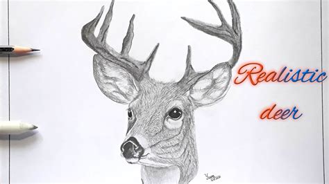 How To Draw A Realistic Deerdeer Drawingeasy Way To Drawstep By