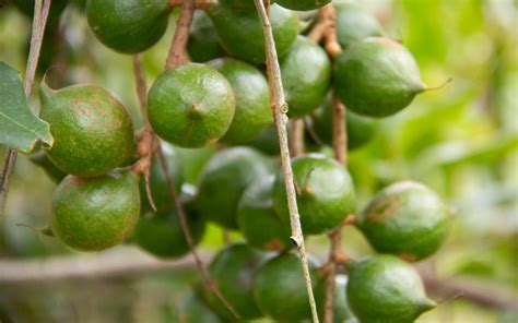 Like all nuts, macadamia nuts contain a wide range of nutrients. Macadamia Nuts Archives - Farm Manager SA