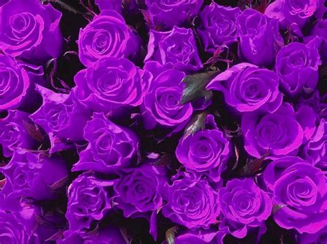 Purple Roses Wallpapers Wallpaper Cave