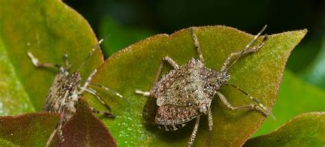 How To Get Rid Of Brown Marmorated Stink Bugs Fantastic Pest Control