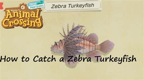 Animal Crossing New Horizons How To Catch A Zebra Turkeyfish Youtube